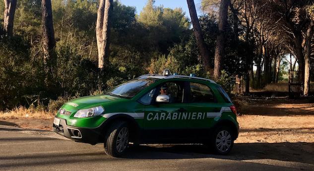 Due ventenni fanno un barbecue e incendiano il bosco: pagheranno una multa di 13 milioni article-post