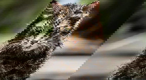 Pet Sematary: i registi sperano che il marketing non spoileri il film