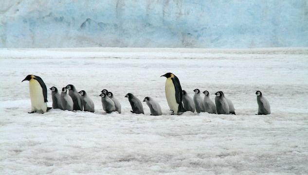 pinguini imperatore