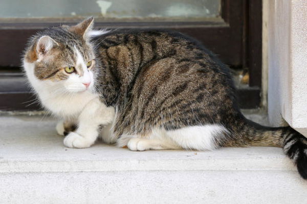 Cosa sappiamo della storia del gatto morto in una scuola di Gioia Tauro