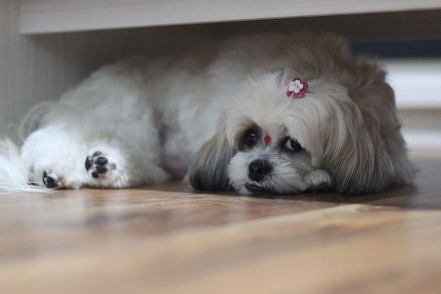 Il triste destino di Emma, la cagnolina uccisa per essere sepolta con la padrona article-post