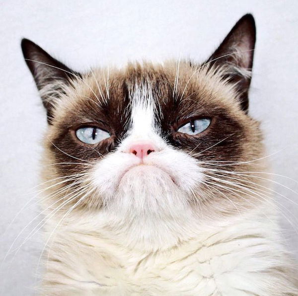 Grumpy Cat è morto