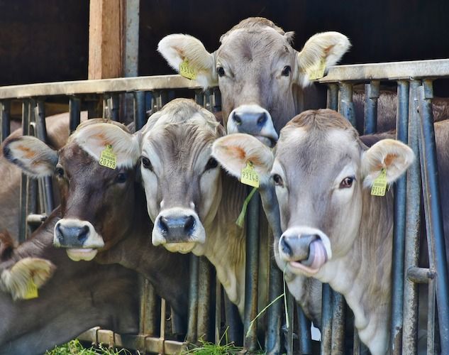 Torna la “mucca pazza”, nuovo caso a Ravenna article-post