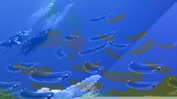 In rete è pieno di zucchine di mare