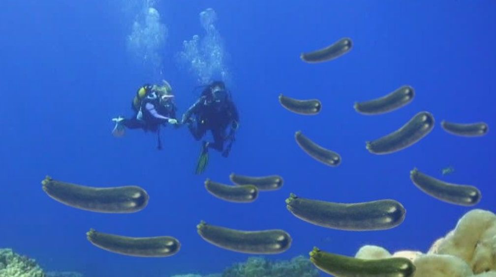 In rete è pieno di zucchine di mare article-post