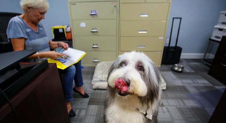 «Il cane è come uno di famiglia». La sentenza di Genova che rivoluziona il rapporto animale-padrone