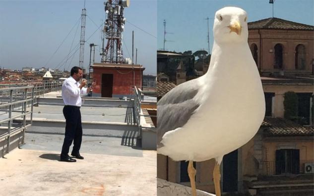 Rondini e gabbiani: l’ossessione di Salvini per gli uccelli article-post