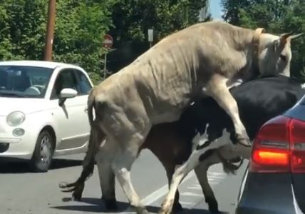 A Roma il traffico si paralizza perché un toro e una mucca si accoppiano in strada | VIDEO