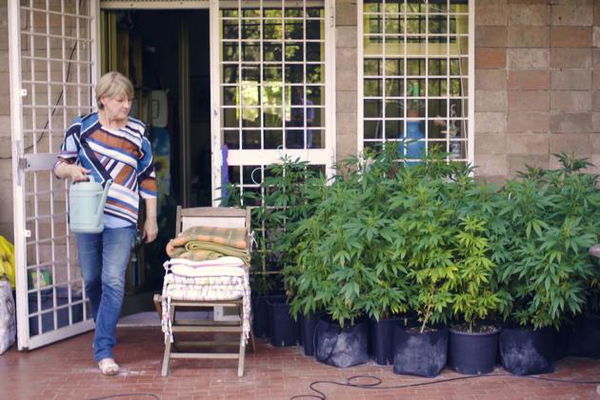 La cannabis di Rita Bernardini: «Disobbedienza civile per i malati e contro le mafie» | VIDEO