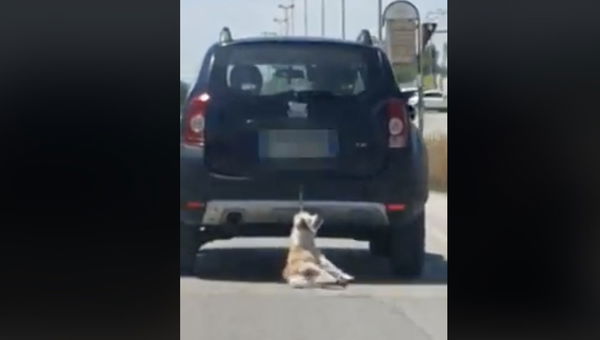 Il cane trascinato dall’auto in Puglia sta bene, e non è stato vittima di maltrattamenti