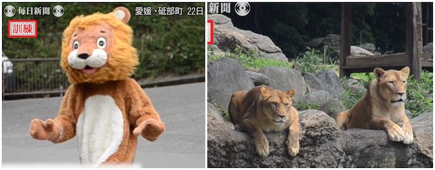 L’esercitazione dello zoo giapponese per la fuga del leone: lascia perplesso anche le leonesse