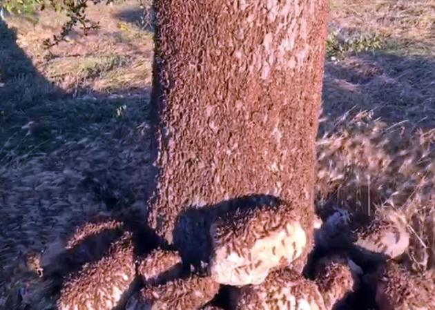 I cambiamenti climatici e i terreni incolti: le cause dell’invasione delle cavallette article-post