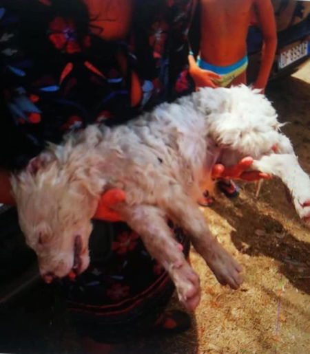 Circeo, vanno in spiaggia e lasciano il cane in auto sotto al sole: ragazzo spacca il vetro e lo salva article-post