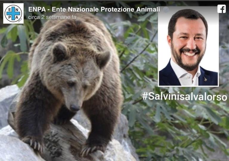 L’orso più ricercato d’Italia si chiama M49