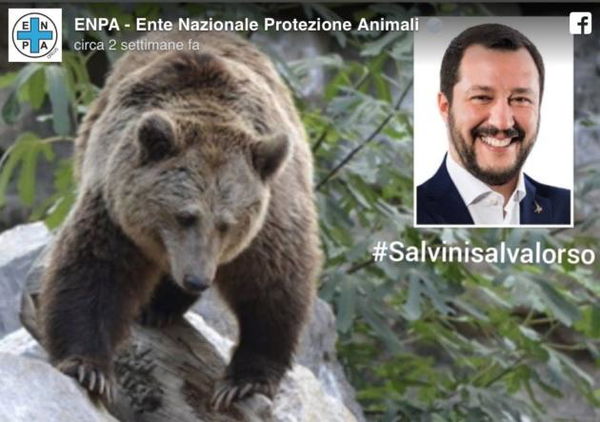 L’orso più ricercato d’Italia si chiama M49