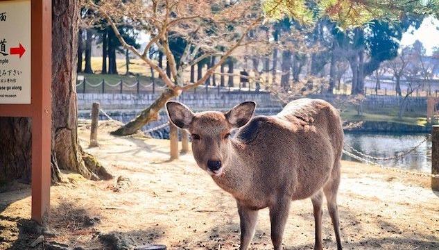 Cervi morti al Parco Nara di Osaka: avevano ingerito la plastica lasciata dai turisti