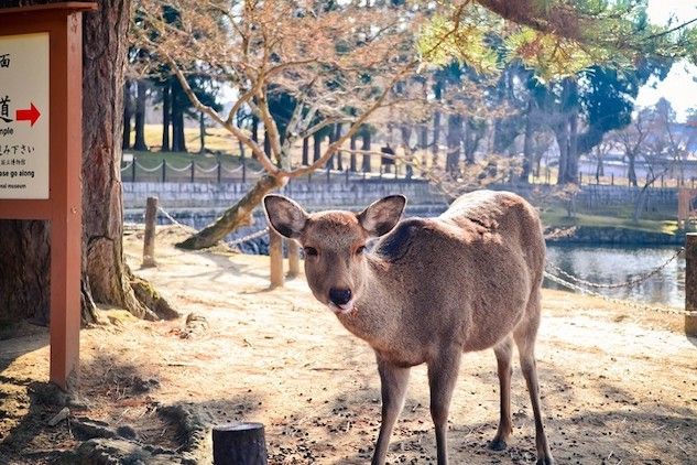 Cervi morti al Parco Nara di Osaka: avevano ingerito la plastica lasciata dai turisti