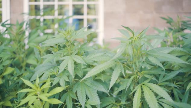 Cannabis