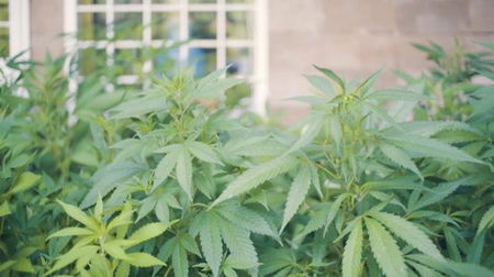 Rita Bernardini denunciata per coltivazione di cannabis: «Meritavo l’arresto» article-post