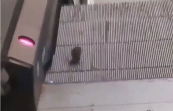 A Roma i topi fanno tapis roulant sulle scale mobili della metropolitana | VIDEO