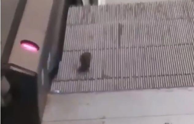 A Roma i topi fanno tapis roulant sulle scale mobili della metropolitana | VIDEO article-post