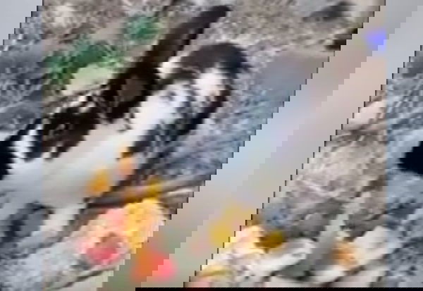 Ischia, il coniglietto Roger ucciso ‘per scommessa’ da una sassaiola