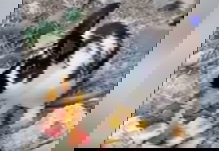 Ischia, il coniglietto Roger ucciso ‘per scommessa’ da una sassaiola article-post