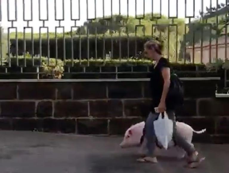 La vera storia del maialino Dior che va a spasso al guinzaglio per i Parioli a Roma | VIDEO