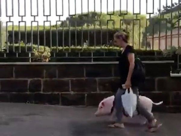 La vera storia del maialino Dior che va a spasso al guinzaglio per i Parioli a Roma | VIDEO