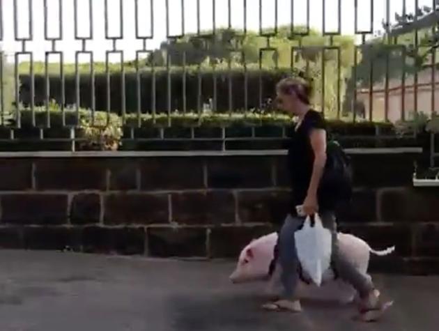 La vera storia del maialino Dior che va a spasso al guinzaglio per i Parioli a Roma | VIDEO article-post