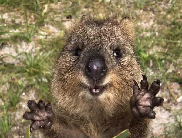 I Quokka non sono così dolci e carini come pensate
