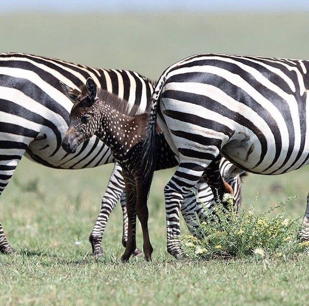 La zebra a pois esiste: si chiama Tira e vive nella riserva Masai Mara in Kenya article-post