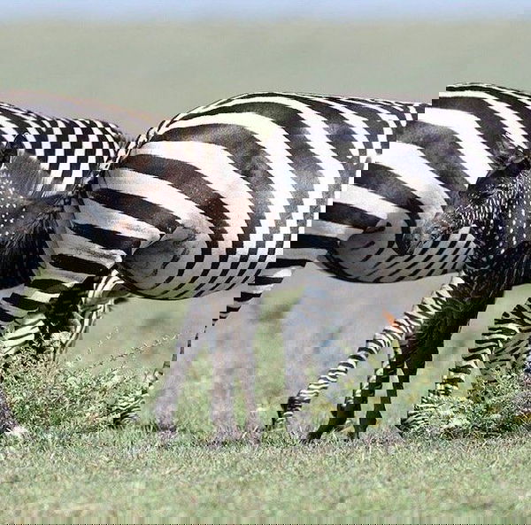 La zebra a pois esiste: si chiama Tira e vive nella riserva Masai Mara in Kenya