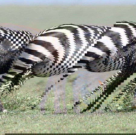 La zebra a pois esiste: si chiama Tira e vive nella riserva Masai Mara in Kenya article-post