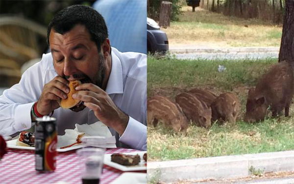 Salvini contro i cinghiali: «Bisogna abbattere quello che la natura vuole che torni nei propri spazi»