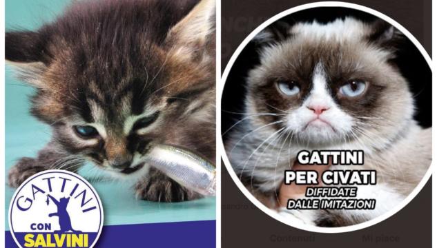 Gattini per Salvini