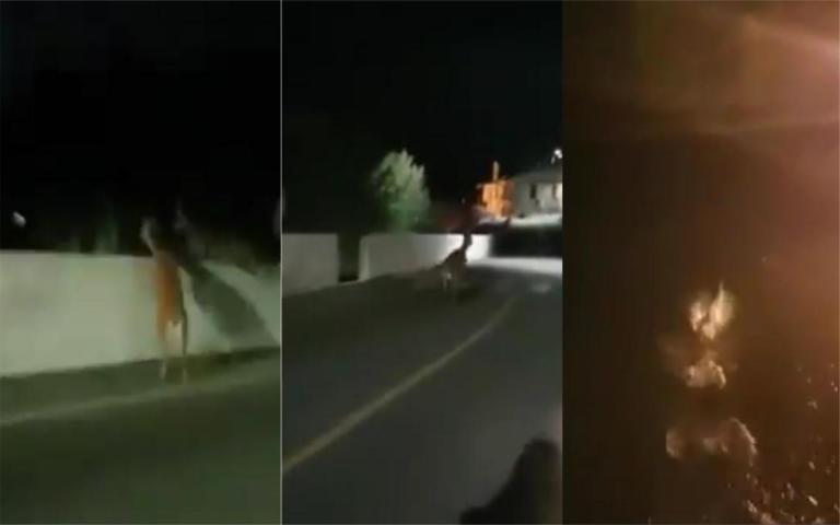 Insegue tre cervi con la sua moto e li costringe a gettarsi da un ponte alto 30 metri | VIDEO