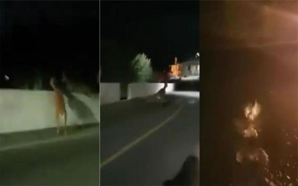 Insegue tre cervi con la sua moto e li costringe a gettarsi da un ponte alto 30 metri | VIDEO