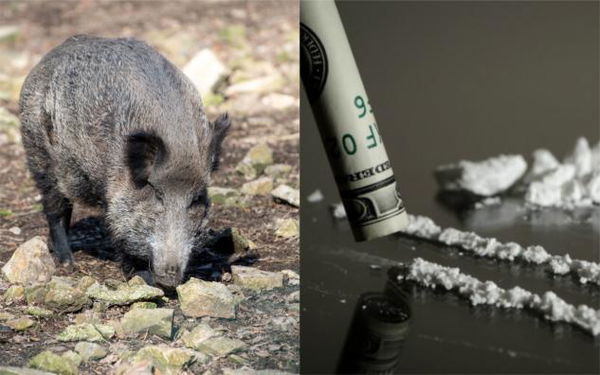 Nascondono cocaina in un bosco, un cinghiale la trova e la distrugge