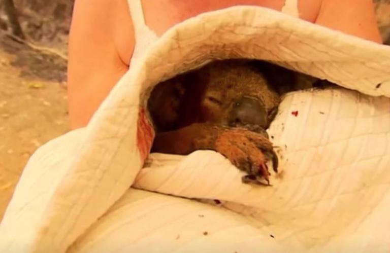 Addio Lewis, il koala salvato dalle fiamme non ce l’ha fatta