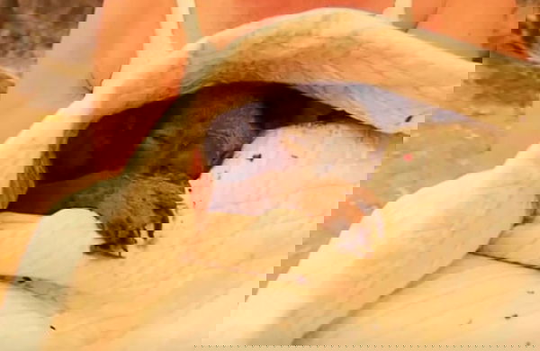 Addio Lewis, il koala salvato dalle fiamme non ce l’ha fatta