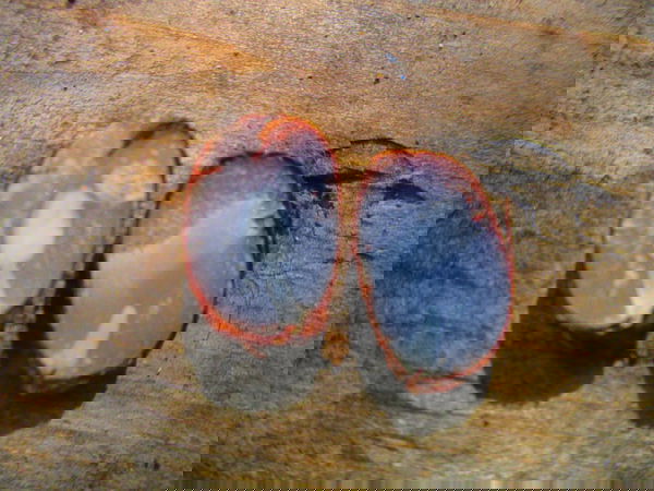 Inverno sì, inverno no: lo dicono i cachi