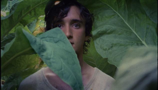 Lazzaro Felice e il paradosso degli Oscar