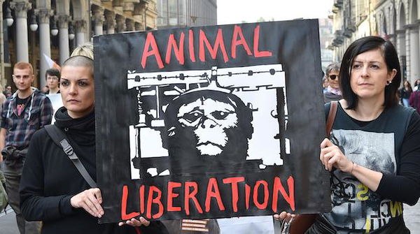 l’Istituto superiore di sanità libera nove macachi: un nuovo passo contro la sperimentazione animale