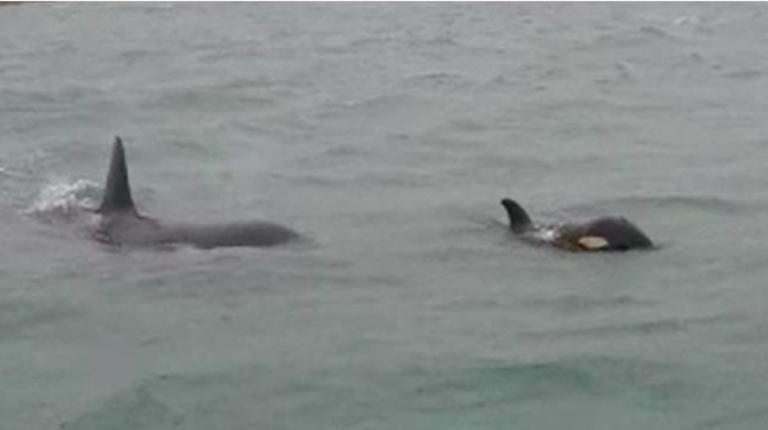 Nuotano le orche nel porto di Genova | VIDEO