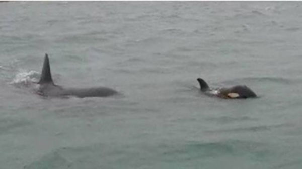Nuotano le orche nel porto di Genova | VIDEO