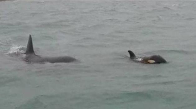 Nuotano le orche nel porto di Genova | VIDEO article-post