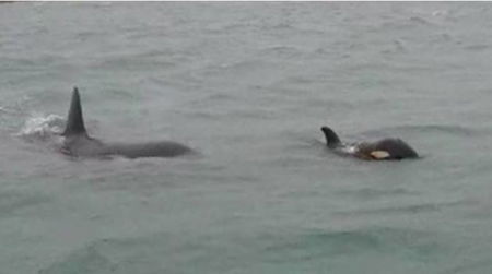 Nuotano le orche nel porto di Genova | VIDEO article-post