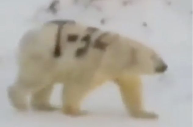 Mistero sull’orso polare con una scritta dipinta sulla pelliccia