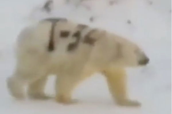 Mistero sull’orso polare con una scritta dipinta sulla pelliccia